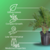 Arborvitae (Thuja / Mayurpankhi) Live Outdoor Starter Plant | 8-10 Inch for Garden/Hedge | 5 Inch Pot | Surekha Agro Products