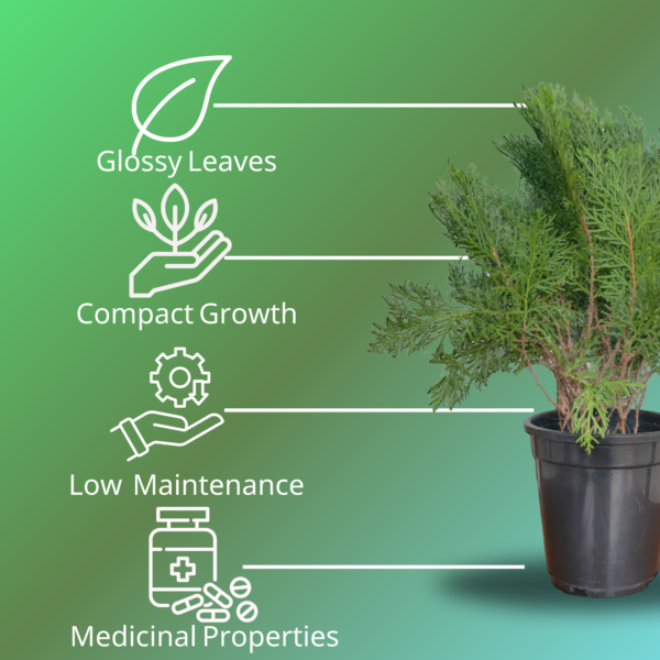 Arborvitae (Thuja / Mayurpankhi) Live Outdoor Starter Plant | 8-10 Inch for Garden/Hedge | 5 Inch Pot | Surekha Agro Products