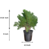 Arborvitae (Thuja / Mayurpankhi) Live Outdoor Starter Plant | 8-10 Inch for Garden/Hedge | 5 Inch Pot | Surekha Agro Products
