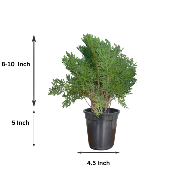Arborvitae (Thuja / Mayurpankhi) Live Outdoor Starter Plant | 8-10 Inch for Garden/Hedge | 5 Inch Pot | Surekha Agro Products