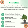 Arborvitae (Thuja / Mayurpankhi) Live Outdoor Starter Plant | 8-10 Inch for Garden/Hedge | 5 Inch Pot | Surekha Agro Products