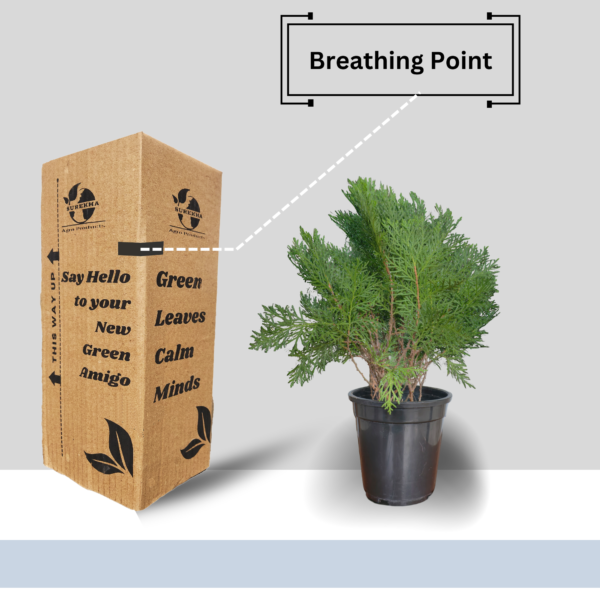 Arborvitae (Thuja / Mayurpankhi) Live Outdoor Starter Plant | 8-10 Inch for Garden/Hedge | 5 Inch Pot | Surekha Agro Products