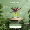 Surekha Agro Products Rhoeo Neon Plant - Vibrant 6-7" Indoor Plant with 4" Self-Watering Pot | Easy Care Colorful Foliage