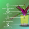 Surekha Agro Products Rhoeo Neon Plant - Vibrant 6-7" Indoor Plant with 4" Self-Watering Pot | Easy Care Colorful Foliage