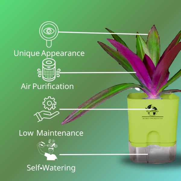 Surekha Agro Products Rhoeo Neon Plant - Vibrant 6-7" Indoor Plant with 4" Self-Watering Pot | Easy Care Colorful Foliage