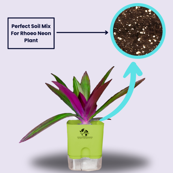 Surekha Agro Products Rhoeo Neon Plant - Vibrant 6-7" Indoor Plant with 4" Self-Watering Pot | Easy Care Colorful Foliage