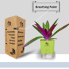 Surekha Agro Products Rhoeo Neon Plant - Vibrant 6-7" Indoor Plant with 4" Self-Watering Pot | Easy Care Colorful Foliage