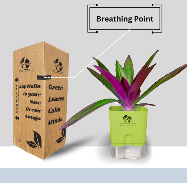 Surekha Agro Products Rhoeo Neon Plant - Vibrant 6-7" Indoor Plant with 4" Self-Watering Pot | Easy Care Colorful Foliage
