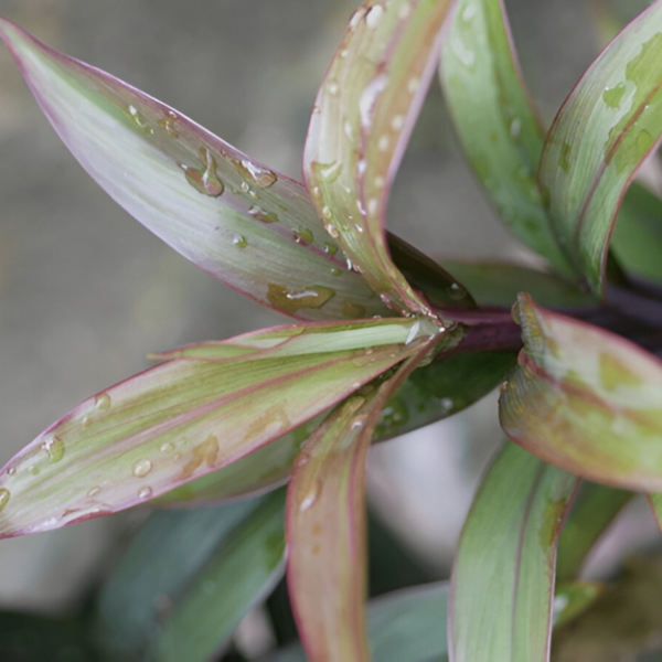 Surekha Agro Products Colorful Ti Plant (Cordyline fruticosa) - 8-10 inch height, 4 Inch Self-Watering, Easy Care