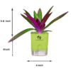 Surekha Agro Products Rhoeo Neon Plant - Vibrant 6-7" Indoor Plant with 4" Self-Watering Pot | Easy Care Colorful Foliage