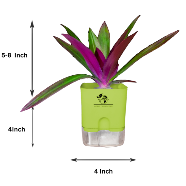 Surekha Agro Products Rhoeo Neon Plant - Vibrant 6-7" Indoor Plant with 4" Self-Watering Pot | Easy Care Colorful Foliage