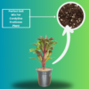 Cordyline Fruticosa (Ti Plant / Good Luck Plant) Live Indoor Plant | 8-10 Inch | 5" Pot | Surekha Agro Products