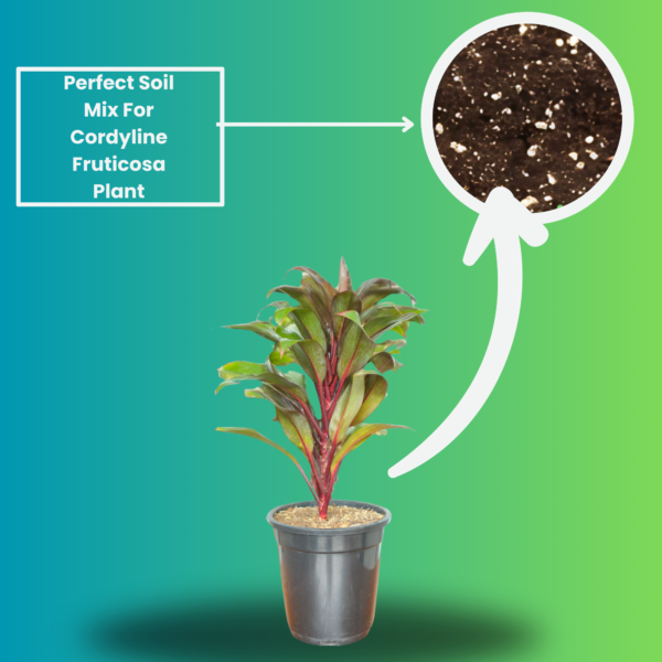 Cordyline Fruticosa (Ti Plant / Good Luck Plant) Live Indoor Plant | 8-10 Inch | 5" Pot | Surekha Agro Products