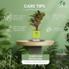Surekha Agro Products Colorful Ti Plant (Cordyline fruticosa) - 8-10 inch height, 4 Inch Self-Watering, Easy Care
