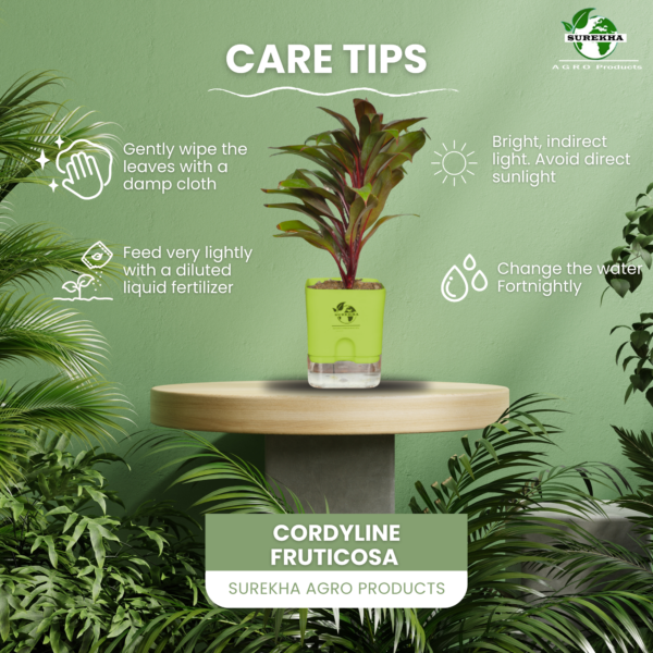 Surekha Agro Products Colorful Ti Plant (Cordyline fruticosa) - 8-10 inch height, 4 Inch Self-Watering, Easy Care