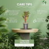 Cordyline Fruticosa (Ti Plant / Good Luck Plant) Live Indoor Plant | 8-10 Inch | 5" Pot | Surekha Agro Products