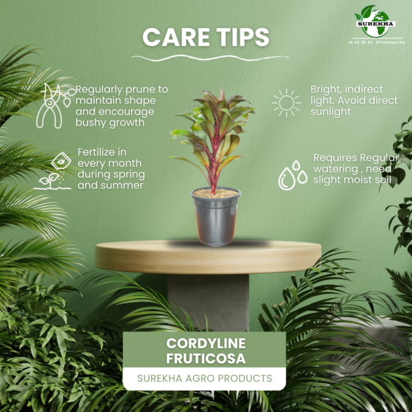 Cordyline Fruticosa (Ti Plant / Good Luck Plant) Live Indoor Plant | 8-10 Inch | 5" Pot | Surekha Agro Products