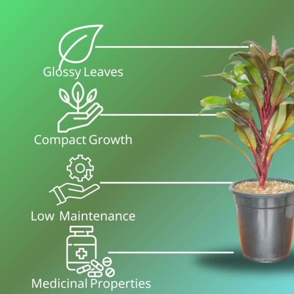 Cordyline Fruticosa (Ti Plant / Good Luck Plant) Live Indoor Plant | 8-10 Inch | 5" Pot | Surekha Agro Products