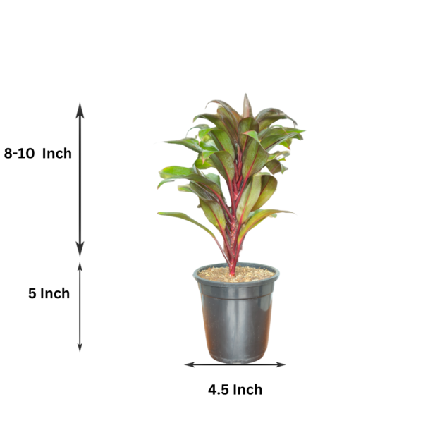 Cordyline Fruticosa (Ti Plant / Good Luck Plant) Live Indoor Plant | 8-10 Inch | 5" Pot | Surekha Agro Products