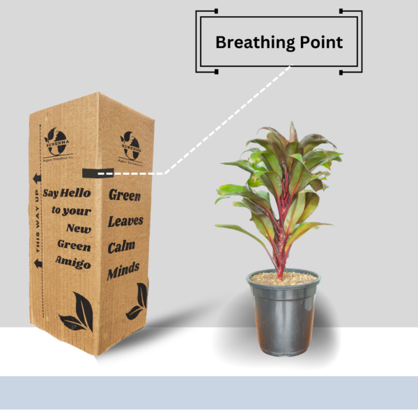 Cordyline Fruticosa (Ti Plant / Good Luck Plant) Live Indoor Plant | 8-10 Inch | 5" Pot | Surekha Agro Products