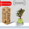 Surekha Agro Products Colorful Ti Plant (Cordyline fruticosa) - 8-10 inch height, 4 Inch Self-Watering, Easy Care
