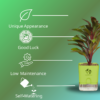 Surekha Agro Products Colorful Ti Plant (Cordyline fruticosa) - 8-10 inch height, 4 Inch Self-Watering, Easy Care