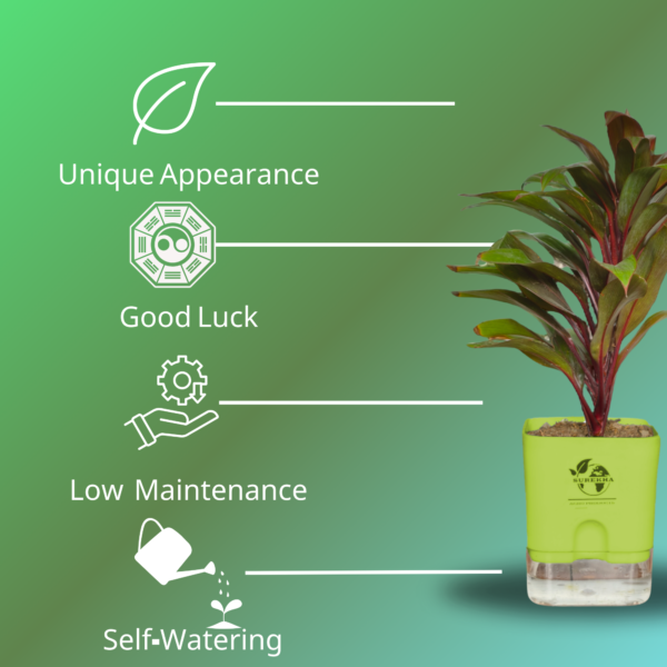 Surekha Agro Products Colorful Ti Plant (Cordyline fruticosa) - 8-10 inch height, 4 Inch Self-Watering, Easy Care