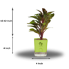 Surekha Agro Products Colorful Ti Plant (Cordyline fruticosa) - 8-10 inch height, 4 Inch Self-Watering, Easy Care