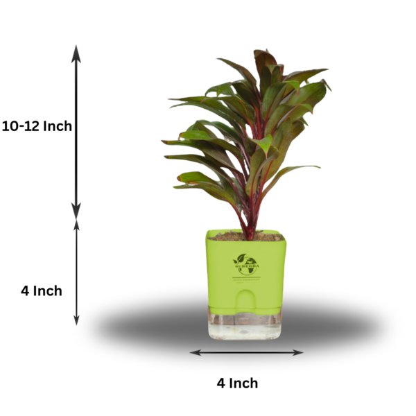 Surekha Agro Products Colorful Ti Plant (Cordyline fruticosa) - 8-10 inch height, 4 Inch Self-Watering, Easy Care