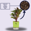 Surekha Agro Products Colorful Ti Plant (Cordyline fruticosa) - 8-10 inch height, 4 Inch Self-Watering, Easy Care