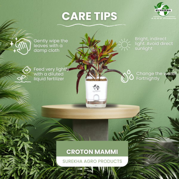 Croton Plant- 'Mammy' Live Indoor Plant (Codiaeum) | 4 Inch Self-Watering Pot | 8-10 Inch | Twisted Colourful Foliage | Surekha Agro Products