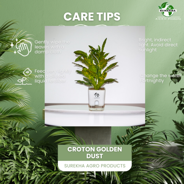 Stunning Croton plant 'Golden Dust' Live Indoor Plant (Codiaeum) | with 4 Inch Self-Watering Pot | 8-10 Inch | Yellow Speckled Foliage | Surekha Agro Products