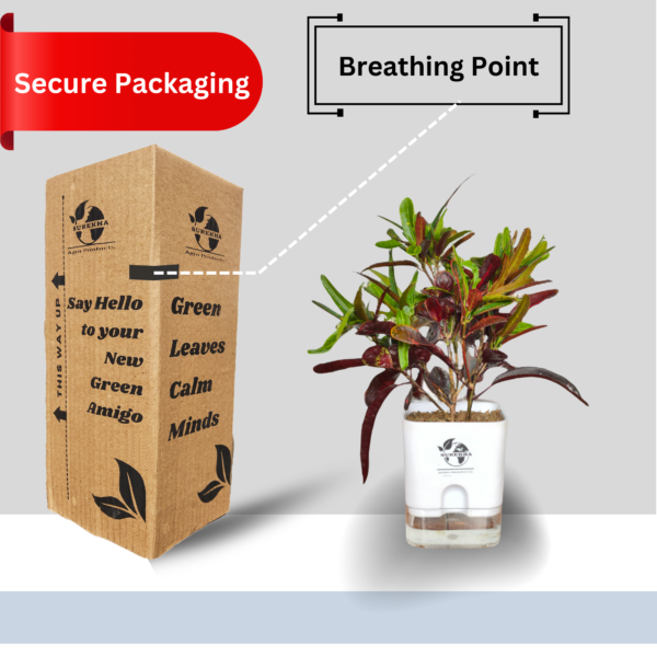 Croton Plant- 'Mammy' Live Indoor Plant (Codiaeum) | 4 Inch Self-Watering Pot | 8-10 Inch | Twisted Colourful Foliage | Surekha Agro Products