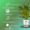 Stunning Croton plant 'Golden Dust' Live Indoor Plant (Codiaeum) | with 4 Inch Self-Watering Pot | 8-10 Inch | Yellow Speckled Foliage | Surekha Agro Products