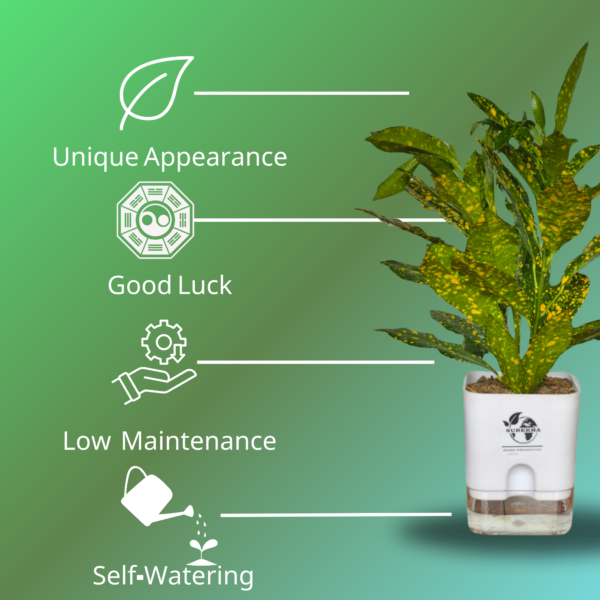 Stunning Croton plant 'Golden Dust' Live Indoor Plant (Codiaeum) | with 4 Inch Self-Watering Pot | 8-10 Inch | Yellow Speckled Foliage | Surekha Agro Products