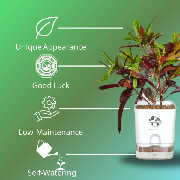 Croton Plant- 'Mammy' Live Indoor Plant (Codiaeum) | 4 Inch Self-Watering Pot | 8-10 Inch | Twisted Colourful Foliage | Surekha Agro Products