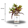 Croton Plant- 'Mammy' Live Indoor Plant (Codiaeum) | 4 Inch Self-Watering Pot | 8-10 Inch | Twisted Colourful Foliage | Surekha Agro Products