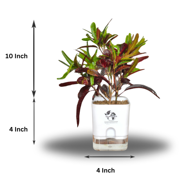 Croton Plant- 'Mammy' Live Indoor Plant (Codiaeum) | 4 Inch Self-Watering Pot | 8-10 Inch | Twisted Colourful Foliage | Surekha Agro Products