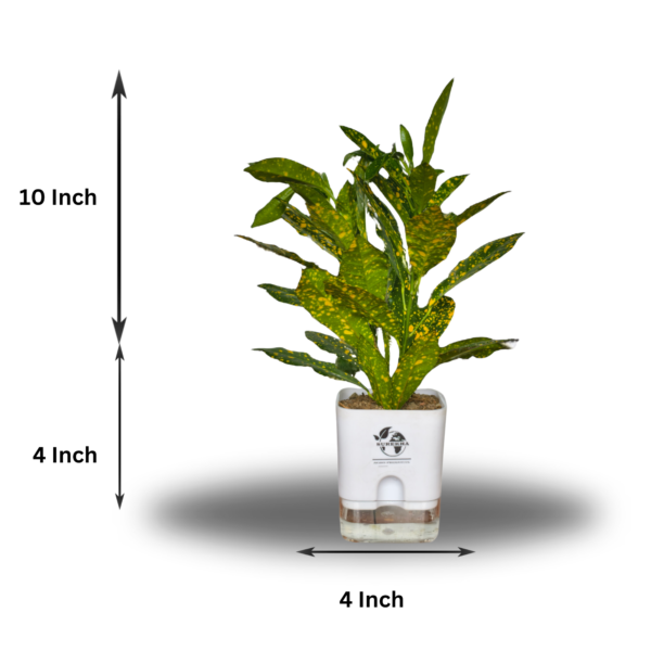 Stunning Croton plant 'Golden Dust' Live Indoor Plant (Codiaeum) | with 4 Inch Self-Watering Pot | 8-10 Inch | Yellow Speckled Foliage | Surekha Agro Products