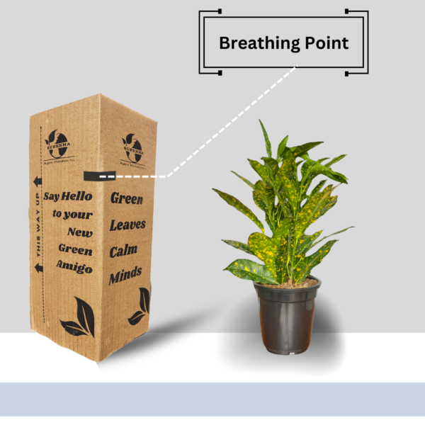 Croton 'Golden Dust' Live Indoor Plant (Codiaeum Variegatum) | Yellow Speckled Foliage | 8-10 Inch | 5 Inch Pot | Surekha Agro Products
