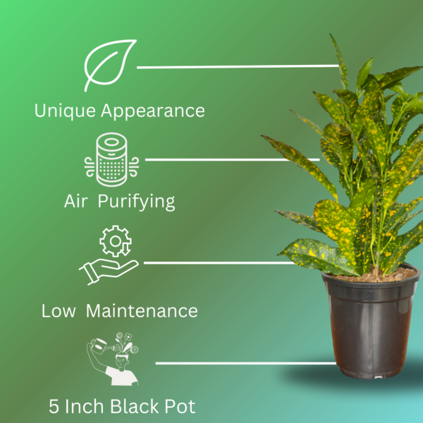 Croton 'Golden Dust' Live Indoor Plant (Codiaeum Variegatum) | Yellow Speckled Foliage | 8-10 Inch | 5 Inch Pot | Surekha Agro Products