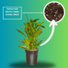 Croton 'Golden Dust' Live Indoor Plant (Codiaeum Variegatum) | Yellow Speckled Foliage | 8-10 Inch | 5 Inch Pot | Surekha Agro Products