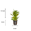 Croton 'Golden Dust' Live Indoor Plant (Codiaeum Variegatum) | Yellow Speckled Foliage | 8-10 Inch | 5 Inch Pot | Surekha Agro Products