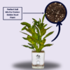 Stunning Croton plant 'Golden Dust' Live Indoor Plant (Codiaeum) | with 4 Inch Self-Watering Pot | 8-10 Inch | Yellow Speckled Foliage | Surekha Agro Products