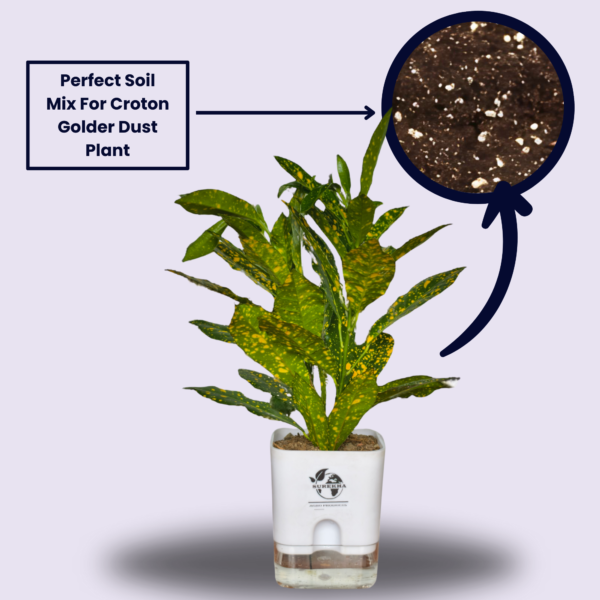 Stunning Croton plant 'Golden Dust' Live Indoor Plant (Codiaeum) | with 4 Inch Self-Watering Pot | 8-10 Inch | Yellow Speckled Foliage | Surekha Agro Products