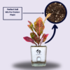 Surekha Agro Products Croton Petra (Codiaeum variegatum) - 8-10 inch height with 5 inch Self-Watering Pot | Colorful Indoor Plant for Vibrant Decor