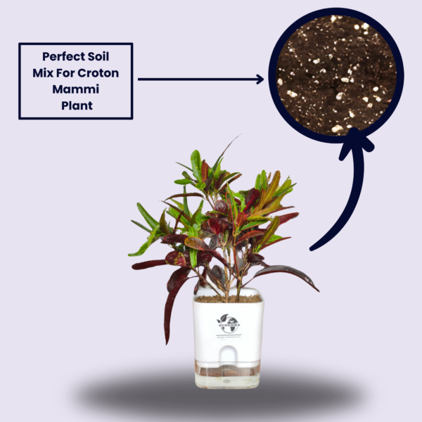 Croton Plant- 'Mammy' Live Indoor Plant (Codiaeum) | 4 Inch Self-Watering Pot | 8-10 Inch | Twisted Colourful Foliage | Surekha Agro Products