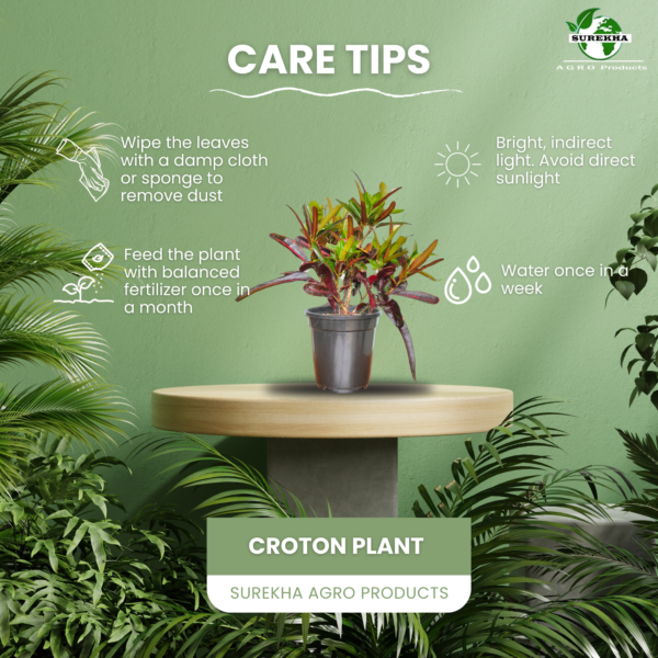 Croton 'Mammy' Live Indoor Plant (Codiaeum Variegatum) | Unique Twisted Colourful Leaves | 8-10 Inch | 5 Inch Pot | Surekha Agro Products