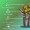Croton 'Mammy' Live Indoor Plant (Codiaeum Variegatum) | Unique Twisted Colourful Leaves | 8-10 Inch | 5 Inch Pot | Surekha Agro Products