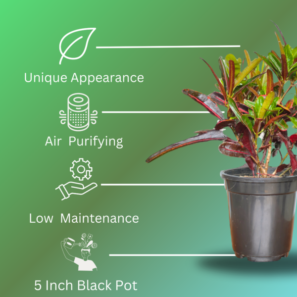 Croton 'Mammy' Live Indoor Plant (Codiaeum Variegatum) | Unique Twisted Colourful Leaves | 8-10 Inch | 5 Inch Pot | Surekha Agro Products